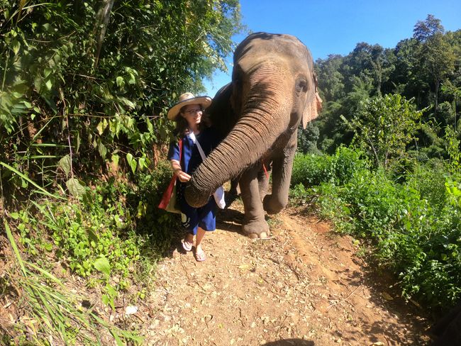 Spaziergang mit den Elephanten
