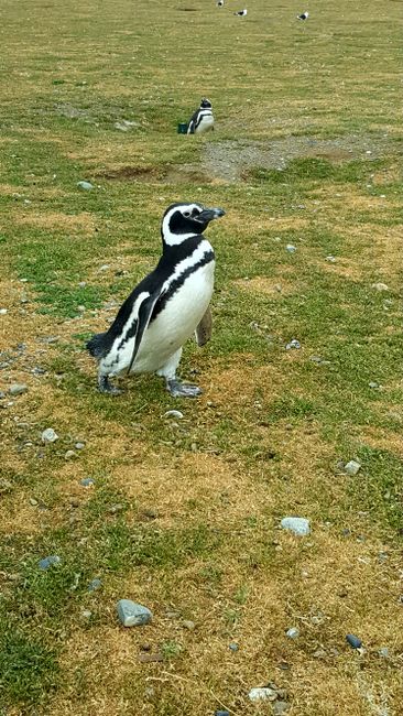 Isla Magdalena - Island of Penguins