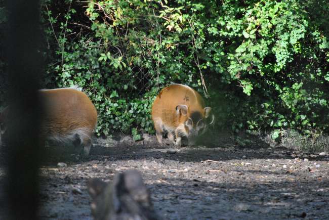 Dublin Zoo (25.09.2016)