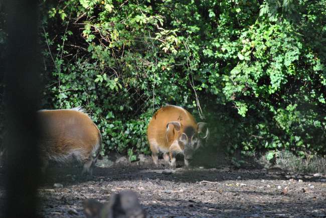 Dublin Zoo (25.09.2016)