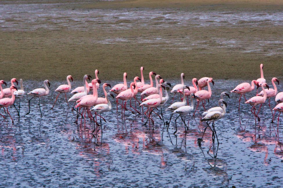 Flamingos in the Walvis Bay Lagoon