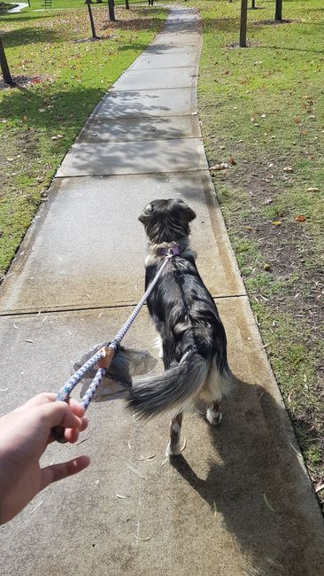 Ich wollte mir mal wieder einen strukturierten Tag zulegen. So nahm ich mir vor mit dem Hund meines Mitbewohners jeden Morgen eine Runde zu laufen.