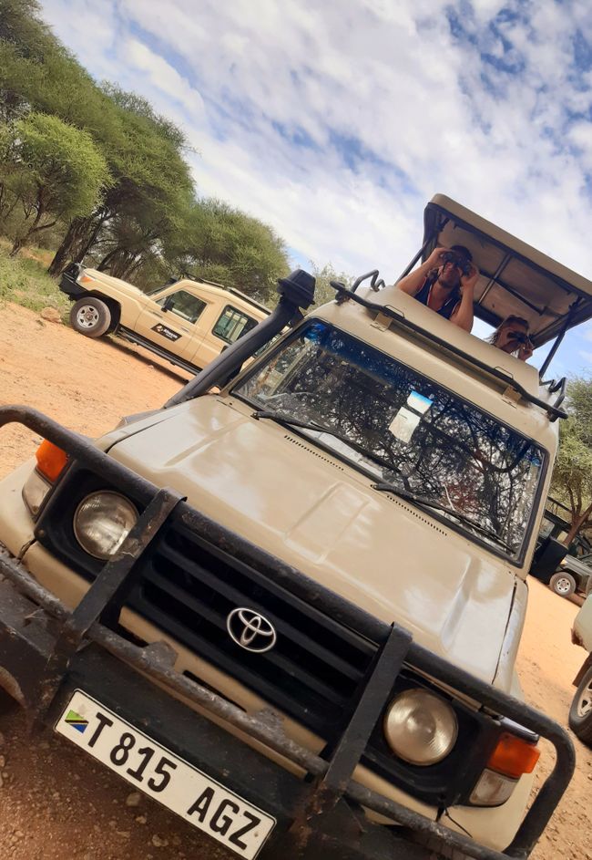 67. Safari en la Serengeti, Cráter de Ngorongoro, Parque Nacional Tarangire (Tanzania)