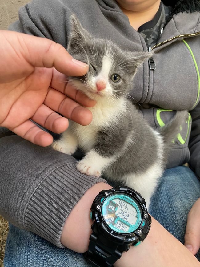 Gato encontrado/ fund cat