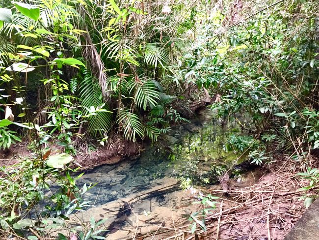Durch den Dschungel zu den Hot Springs 