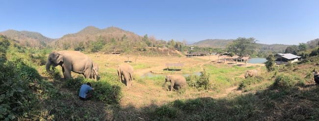 A day at the Lanna Kingdom Elephant Sanctuary, 04.02.2020 (Day 4)