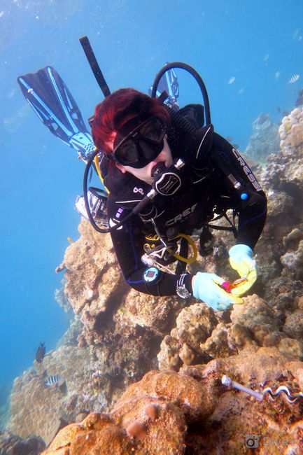 Research trip to the Southern Red Sea
