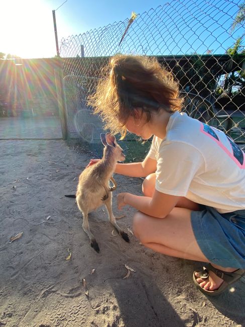22|11|2019, Kangaroos to pet