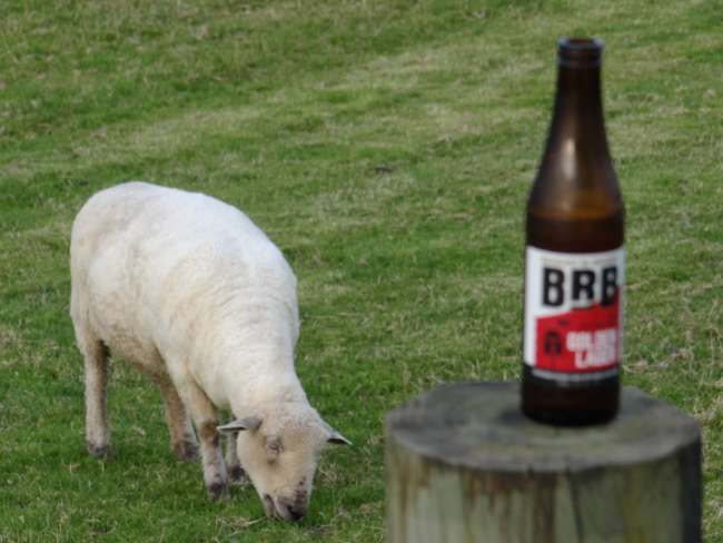 Feierabend: Bier trinken und Schafen beim grasen zuschauen ;-)