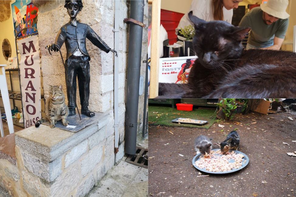 Kotor - cat-friendly city