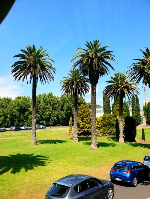 Palm trees in the city park