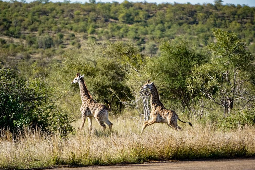 Giraffen rennen in slow motion
