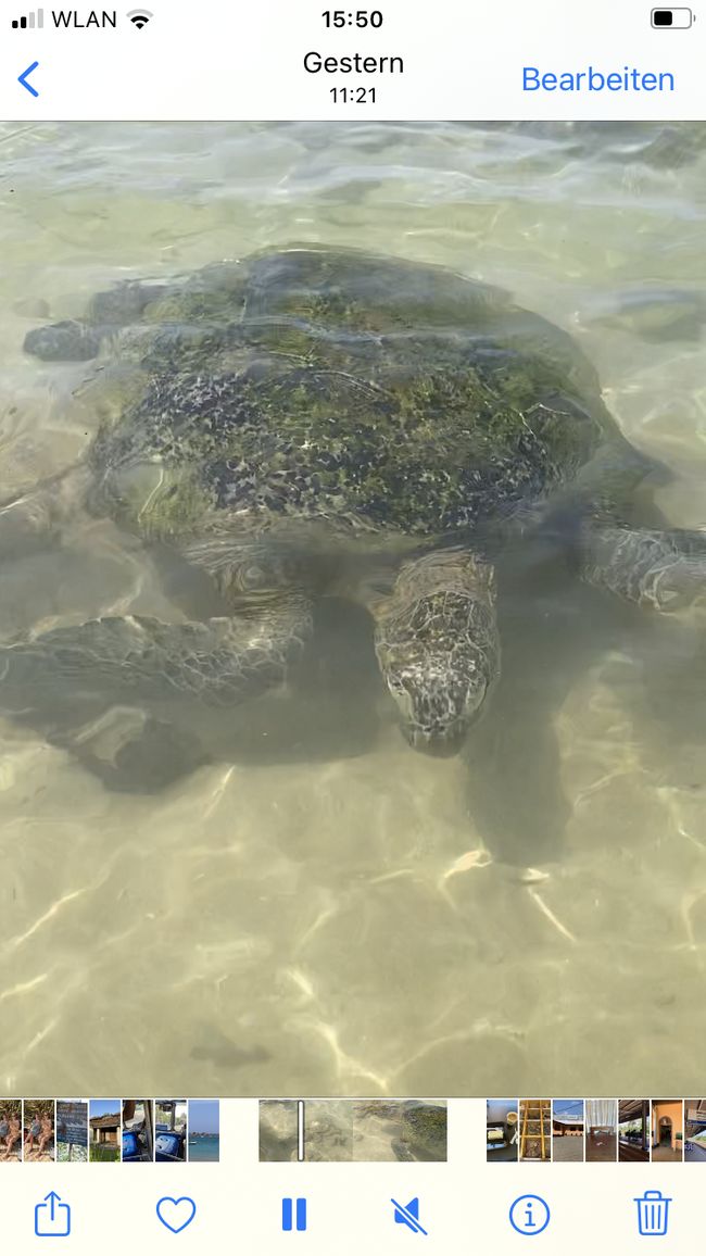 Meeresschildkröten…