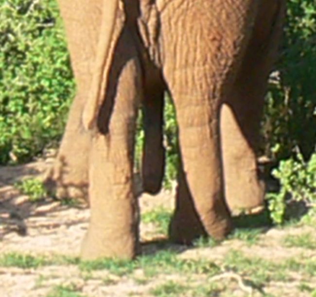 Und der Elephant hat doch ein fünftes Bein ;-)