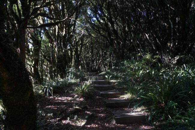 Treppen führen den Mount Taranaki herauf