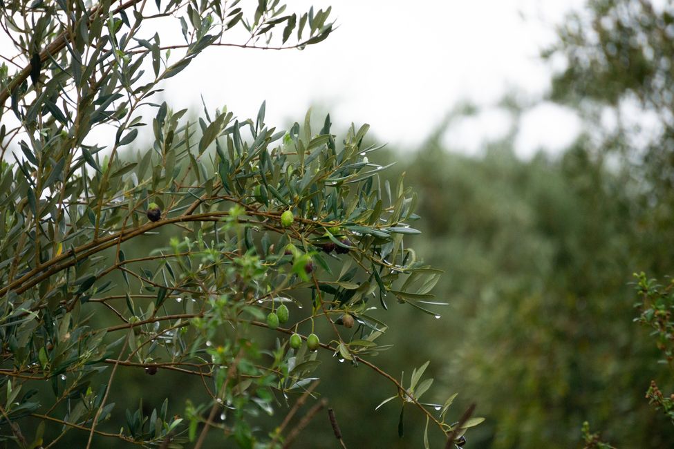 Olivenplantagen so weit das Auge reicht