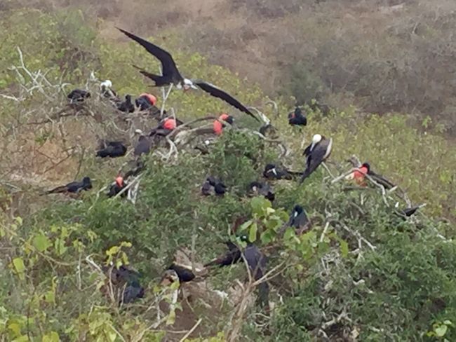 The red frigatebirds are the males. They can inflate their red throat pouch 👍.