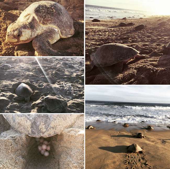 "Olive Ridley Seaturtles"