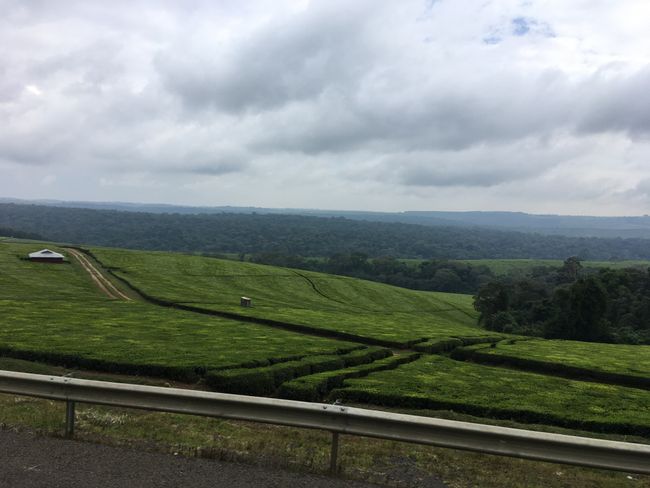 Kilometerlange Teeplantagen in Kericho/ Kenia