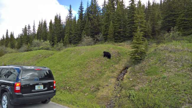 Black bear by the roadside