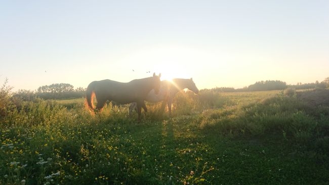 Pferde von der Sunwest Equine Ranch