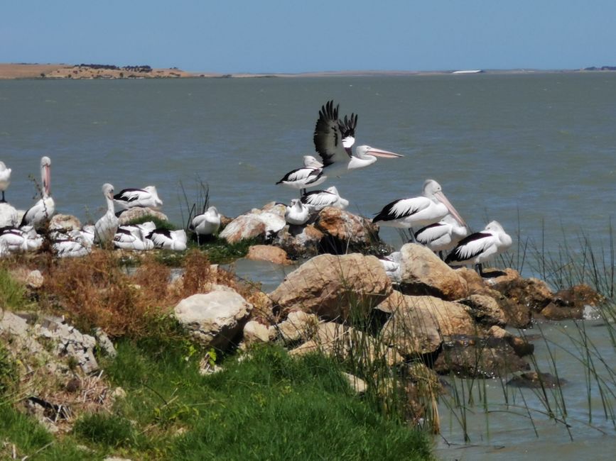Pelikane auf dem Weg nach Mount Gambier