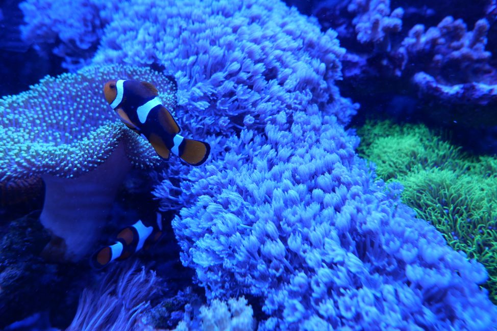 Clownfisch mit Korallen 
