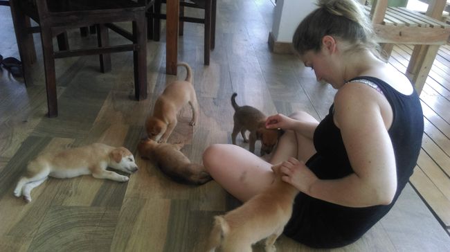 Puppies at the Soul Surfer Hostel in Weligama