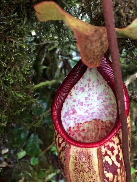 Pitcher plant: insect-eating plant