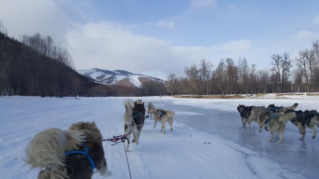 Dog Sledding on ice