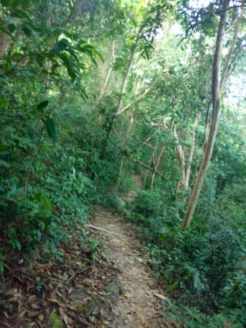Der Dschungeltrail