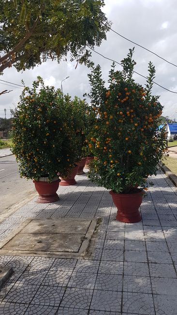 ...these mandarin trees. 