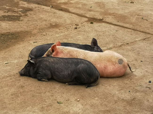 Erst lagen nur die schätzen Schweine da und dann ist das rosa Schweinchen zum kuscheln gekommen 🐷