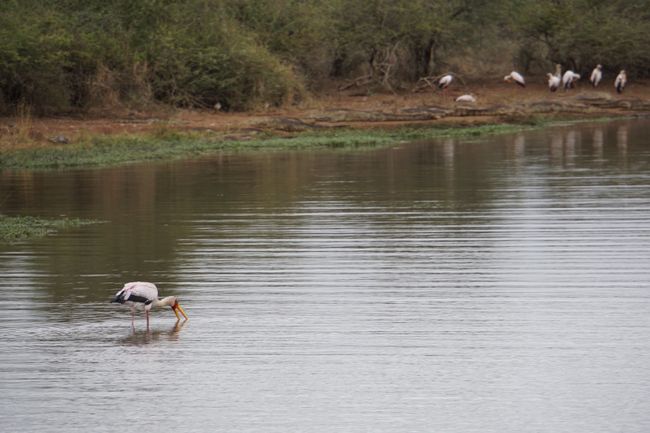 Zurück aus dem Busch - der Kruger Nationalpark