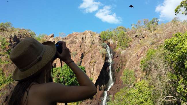 Photographing the flying fox