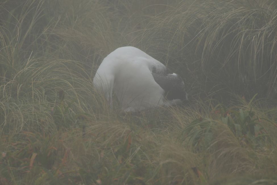Campbell Islands - Breeding Albatross with chick