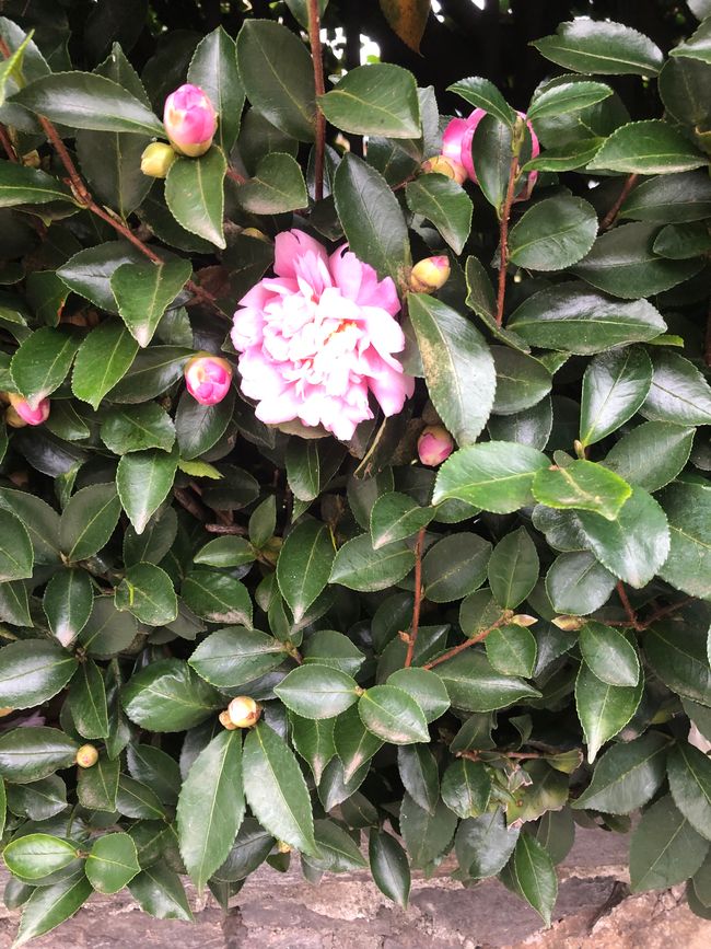 There are lots of camellias blooming