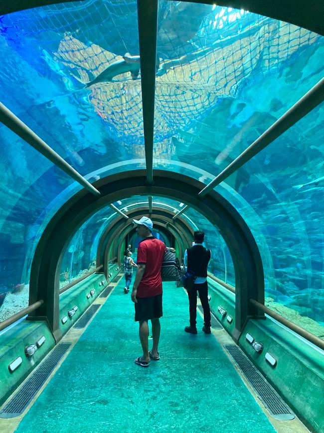 360-degree view in the aquarium