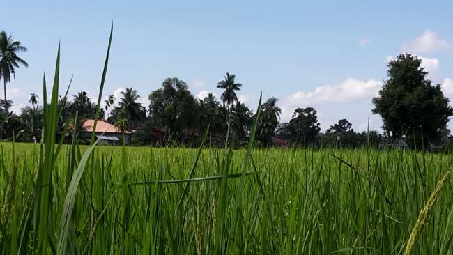 Reisfeld im Landesinneren 