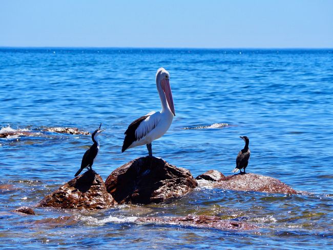 a pelican with his entourage.
