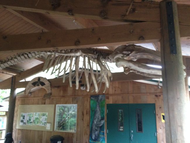 Mary E. Theler Center: Gray whale skeleton that washed ashore in 1999