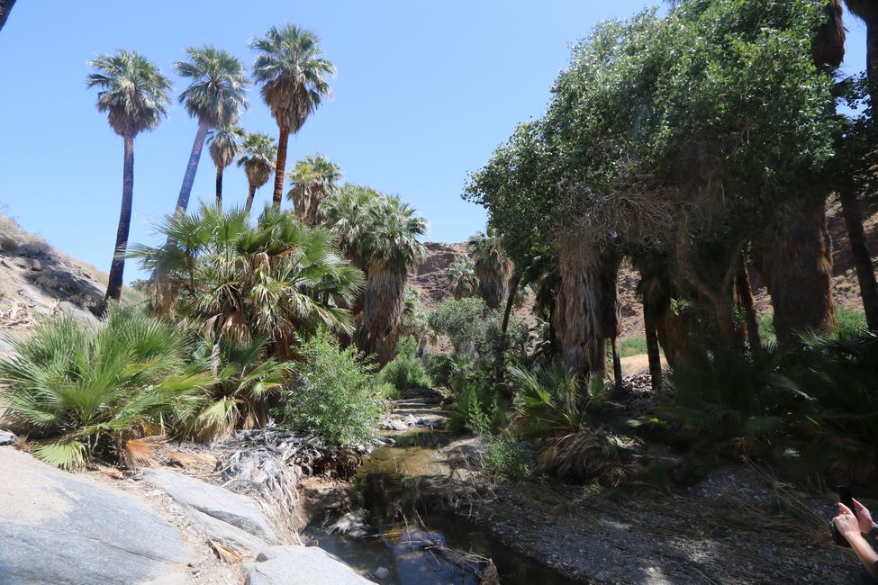 Let’s go outside – Not only Palm Canyon is waiting!