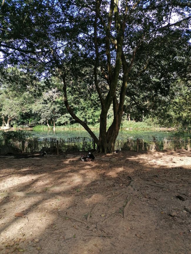 Pond in the Botanical Garden