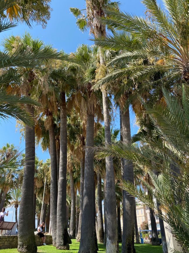 Nizza, ach ne, Cannes 