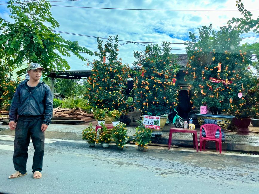 In der Mitte von Vietnam gibt es Mandarinenbäume zum Tet-Fest