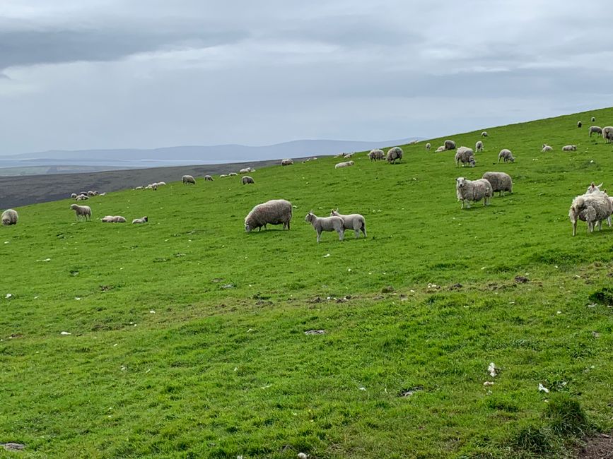 The view with sheep