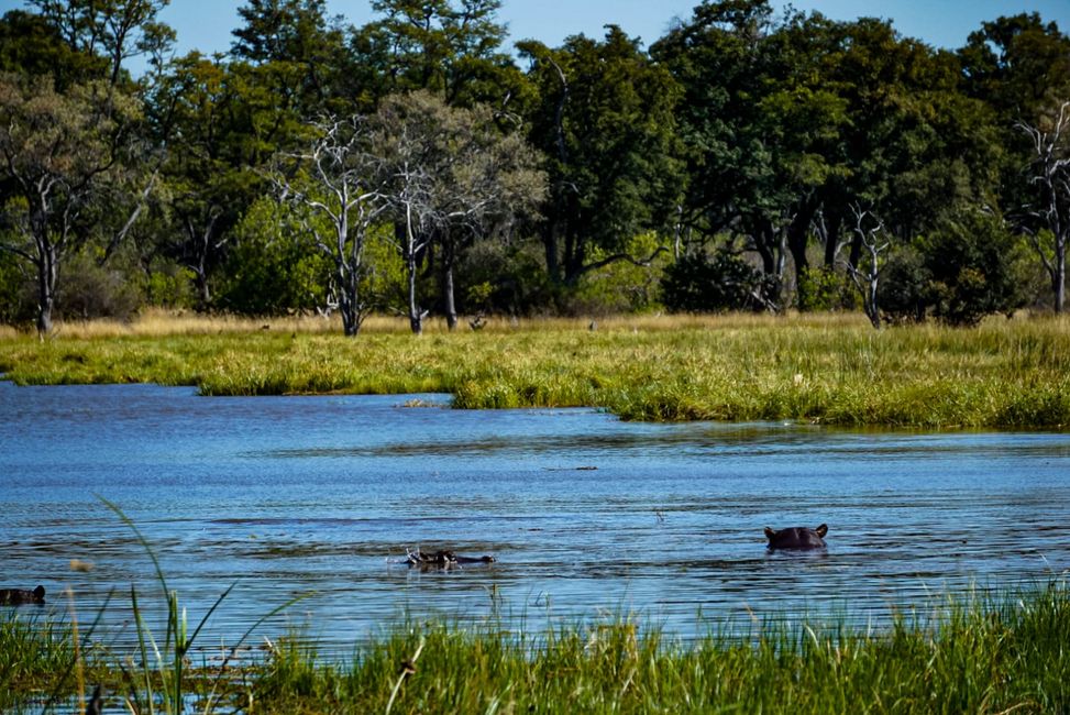 Hippos im Okavango Delta