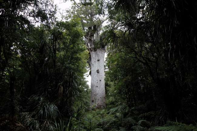 Der Tane Mahuta Kauri-Baum