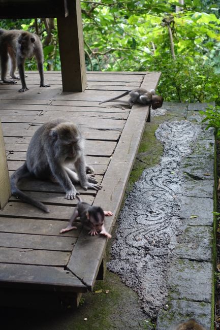 Monkey mother with little baby monkeys