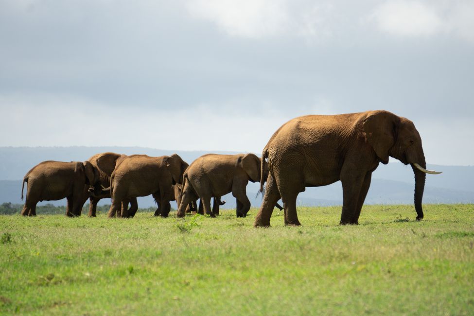 Addo Elephant National Park & Port Elizabeth